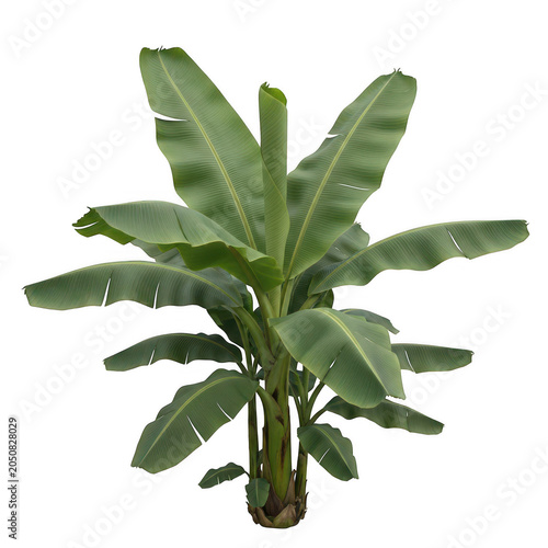 Tropical banana tree with lush green leaves isolated on white background, exotic musa plant for landscape design, vibrant botanical foliage