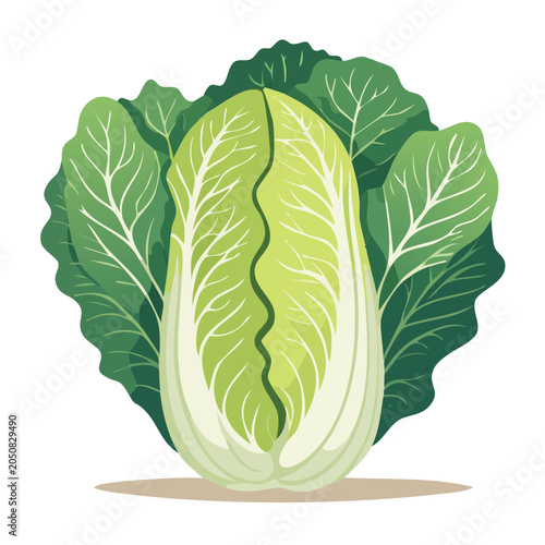 Napa cabbage illustration