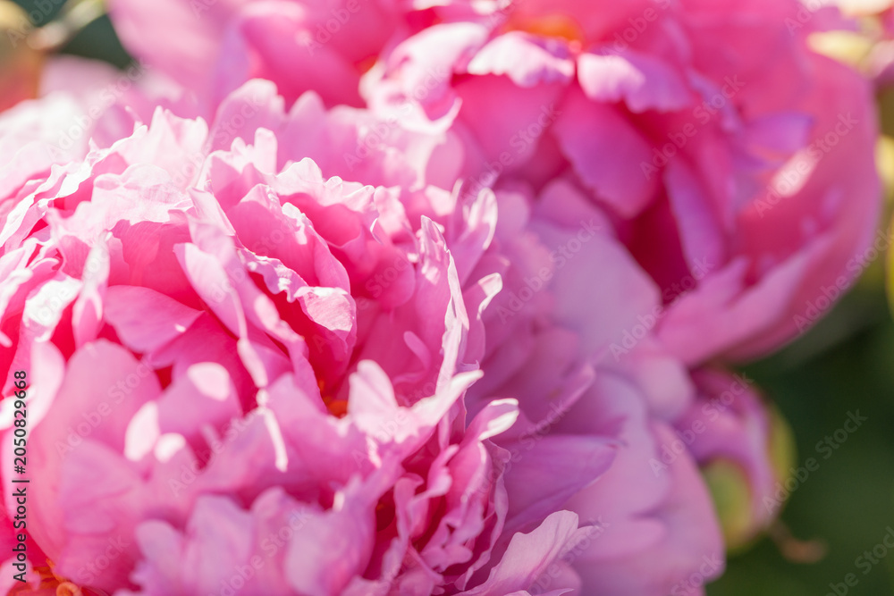 Fototapeta premium Beautiful, lush peonies in the garden on a summer evening