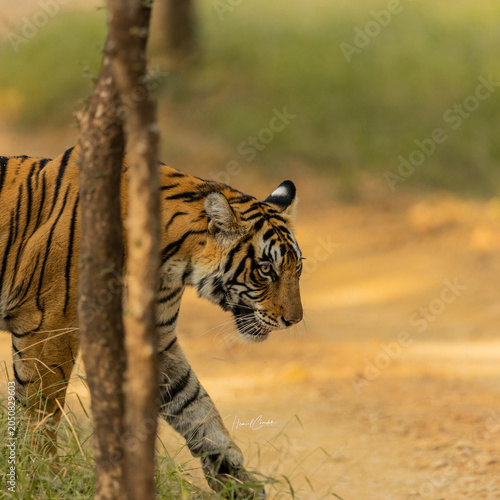 Canvas Print tiger in the jungle