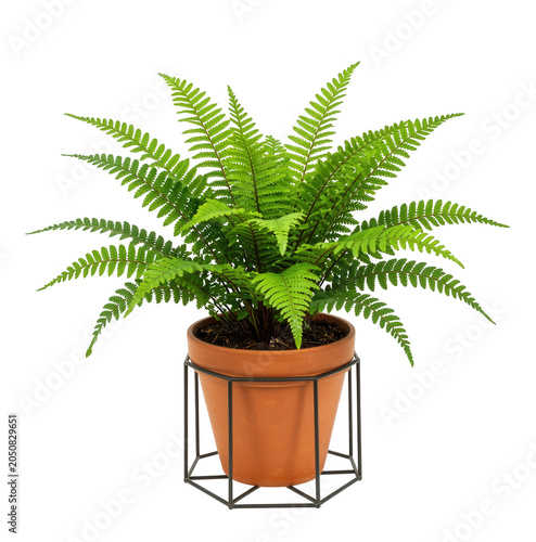 Fern Plant in Terracotta Pot with Metal Stand