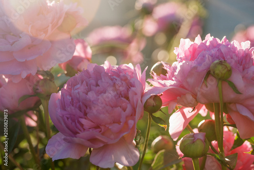 Canvastavla Beautiful, lush peonies in the garden on a summer evening