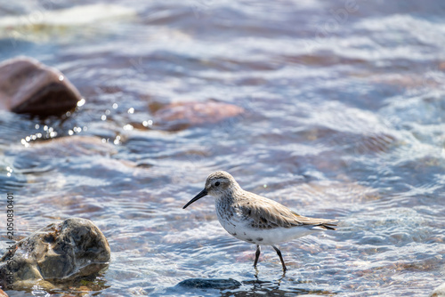 Alpenstrandläufer, Calidris alpina