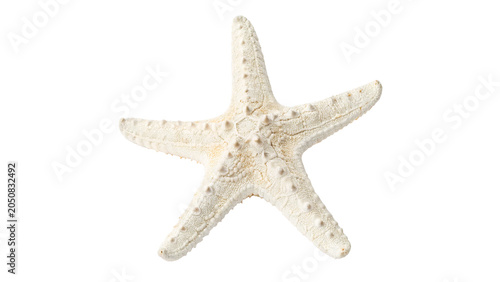 Photography Natural white starfish sea star ocean marine life ornament isolated on transpare