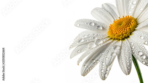 Obraz na plátne Beautiful fresh white daisy flower head petals water drops isolated on transpare