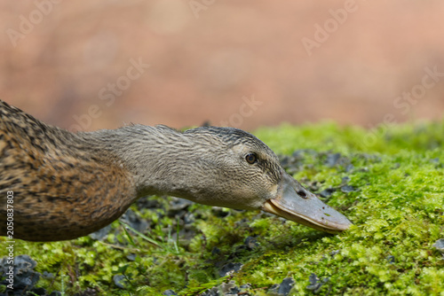 Fotografie Female mallard duck foraging on mossy ground in nature