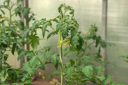 Konstfotografi Green tomatoes ripen in a greenhouse in summer.