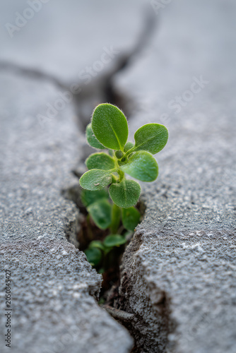 Here's the metadata for this image:

Tiny round-leaved seedling pushing through cracked concrete pavement.