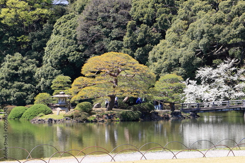 Принти на полотні Shinjuku Gyoen National Garden with spring cherry blossom (sakura) in Shinjuku C