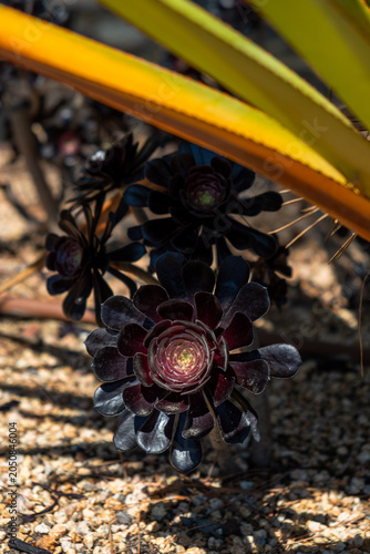 Dark Purple Aeonium Succulent Plant