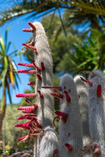 Cleistocactus strausii Silver Torch Cactus with Red Flowers