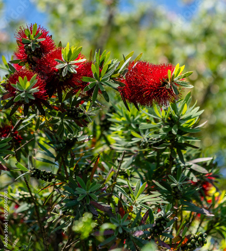 Red Bottlebrush Flowering Plant in Garden