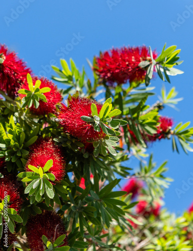 Red Bottlebrush Flowers Against Blue Sky