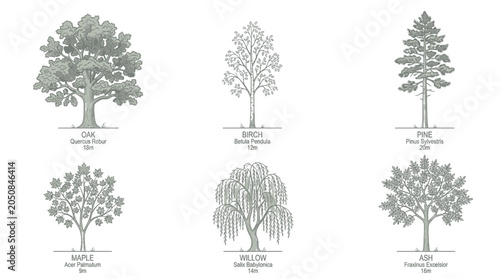 Collection of Six Detailed Tree Illustrations: Oak, Birch, Pine, Maple, Willow, Ash