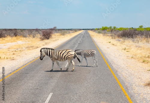Foto A baby Zebra crosses the road behind the mother Zebra - A herd of Zebra crosses