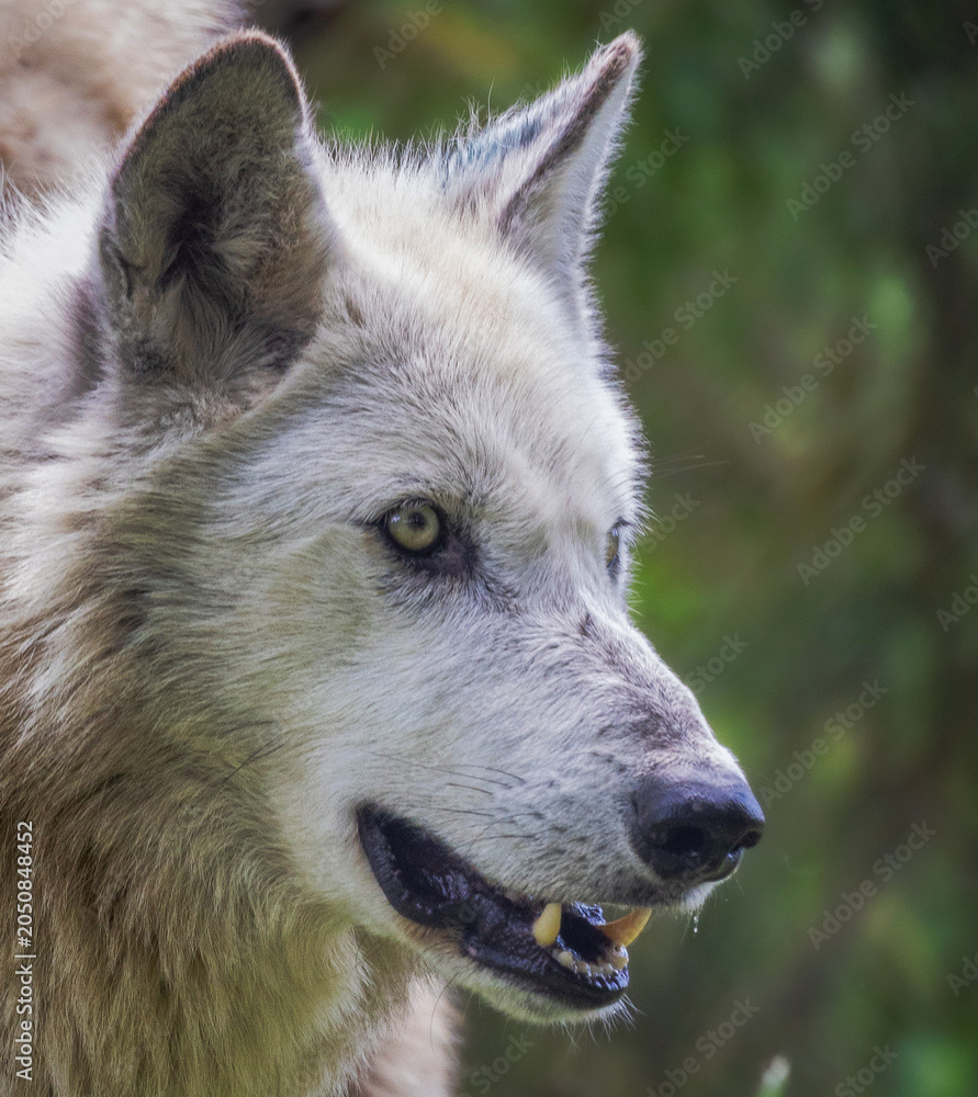 Fototapeta premium gray wolf canis lupus