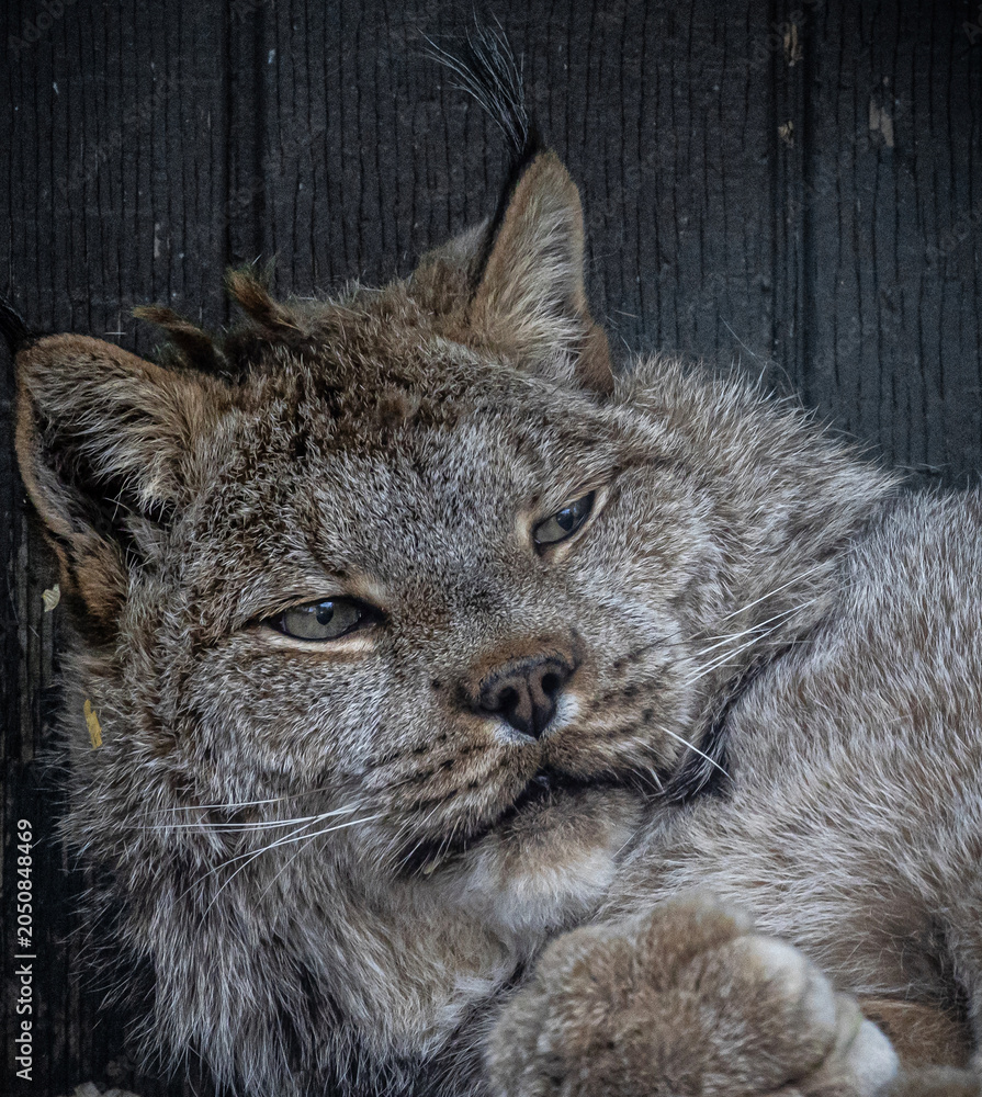 Fototapeta premium lynx in the snow