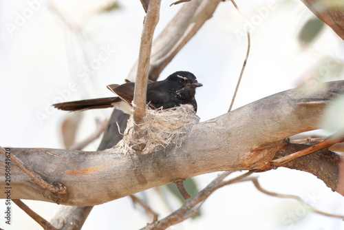 Fotografie Willie wagtail Rhipidura leucophrys leucophrys in its nest