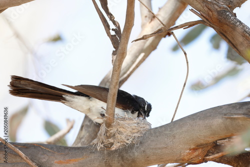 Billede på lærred Willie wagtail Rhipidura leucophrys leucophrys in its nest