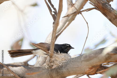 Fotografie Willie wagtail Rhipidura leucophrys leucophrys in its nest