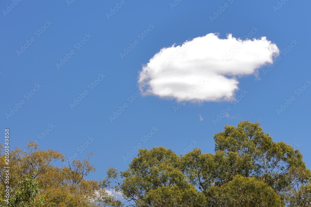 Fototapeta premium Cloud over a Eucalyptus forest. New South Wales. Australia.