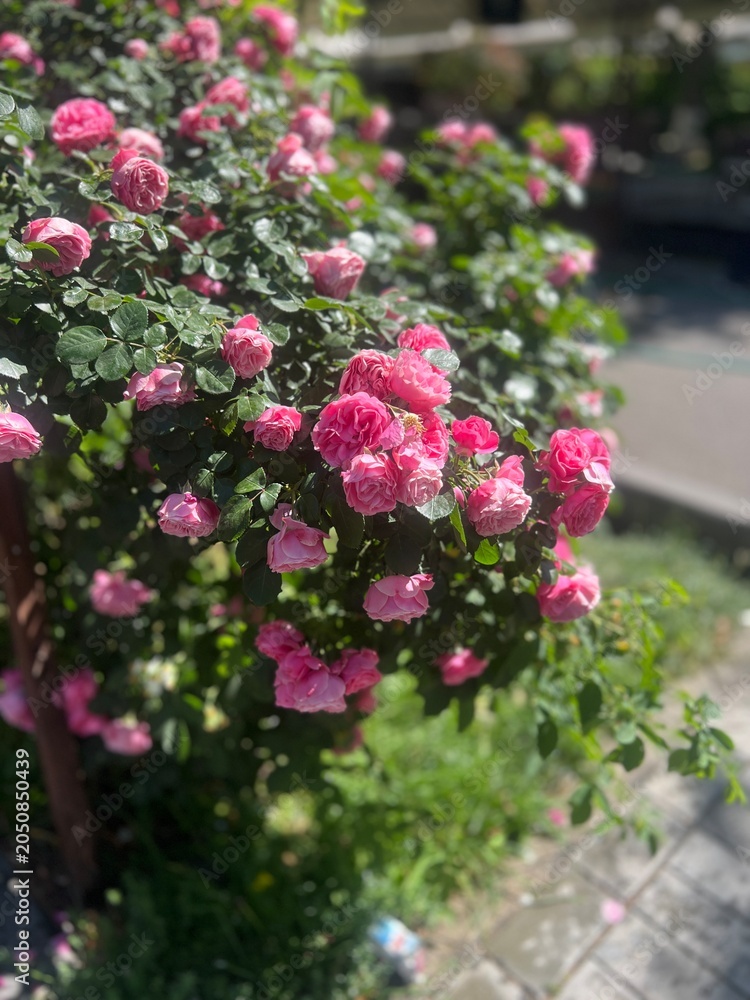 Obraz premium Bush of Pink Roses in Bloom: A vibrant bush laden with delicate pink roses, their petals unfurling in the warm sunlight, creating a picturesque garden scene.