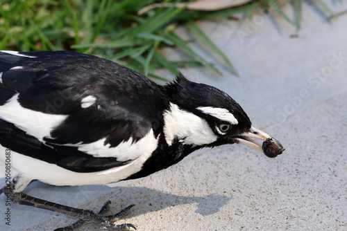 Obraz na plátně Male magpie-lark Grallina cyanoleuca cyanoleuca with a beetle