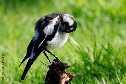 Bild auf Leinwand Juvenile magpie-lark Grallina cyanoleuca cyanoleuca preening
