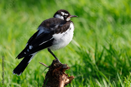 Photos Juvenile magpie-lark Grallina cyanoleuca cyanoleuca resting