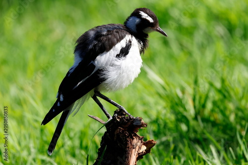 Juvenile magpie-lark Grallina cyanoleuca cyanoleuca. Lake Forbes. Forbes. New South Wales. Australia.