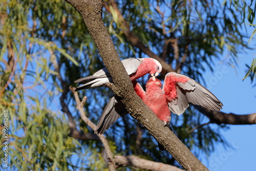 Male galah Eolophus roseicapilla albiceps feeding its chick. Forbes. New South Wales. Australia.