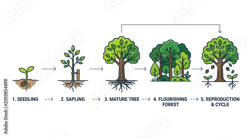 Tree Growth Stages: Seedling to Forest Reproduction Cycle Infographic