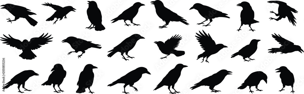 Fototapeta premium Collection Of Black Silhouette Crows And Ravens In Various Poses And Actions bird animal