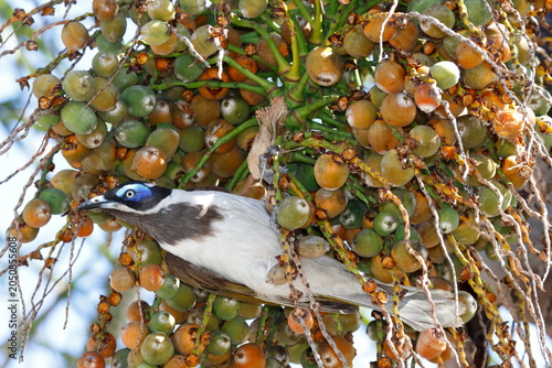 Blue-faced honeyeater Entomyzon cyanotis cyanotis feeding on fruits of queen palm. Forbes. New South Wales. Australia.