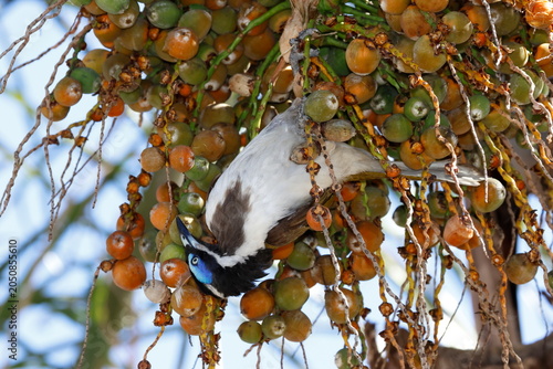 Blue-faced honeyeater Entomyzon cyanotis cyanotis feeding on fruits of queen palm. Forbes. New South Wales. Australia.