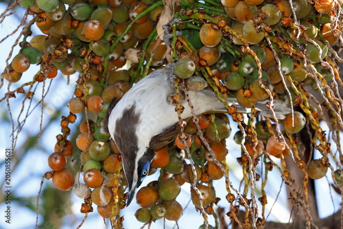 Blue-faced honeyeater Entomyzon cyanotis cyanotis feeding on fruits of queen palm. Forbes. New South Wales. Australia.