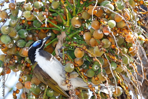 Blue-faced honeyeater Entomyzon cyanotis cyanotis feeding on fruits of queen palm. Forbes. New South Wales. Australia.