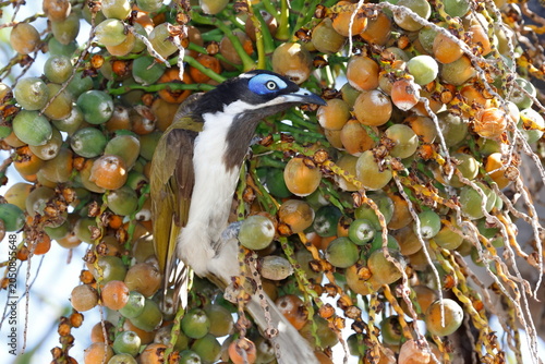 Blue-faced honeyeater Entomyzon cyanotis cyanotis feeding on fruits of queen palm. Forbes. New South Wales. Australia.