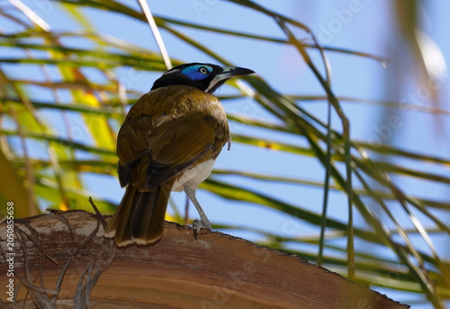 Blue-faced honeyeater Entomyzon cyanotis cyanotis. Forbes. New South Wales. Australia.