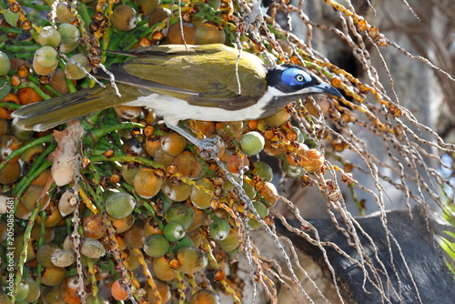 Blue-faced honeyeater Entomyzon cyanotis cyanotis feeding on fruits of queen palm. Forbes. New South Wales. Australia.