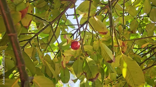 Close-up of a ripe mangosteen fruit hanging on a tropical tree branch under bright sunlight.