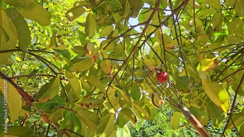 Harvesting Ripe Mangosteen Fruit with a Traditional Picking Basket in a Tropical Orchard, Vietnam.