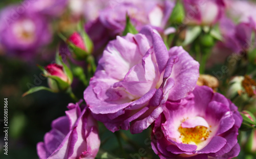 Beautiful purple roses blooming in the garden.