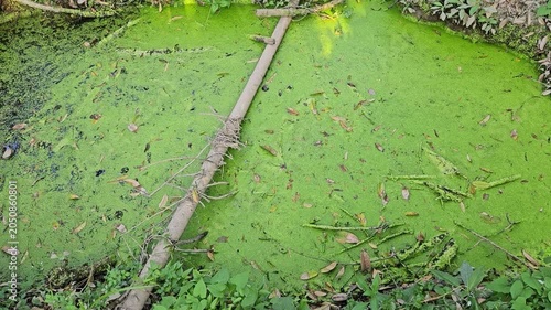 Close-up of duckweed-covered pond surface with floating leaves and natural wetland vegetation.