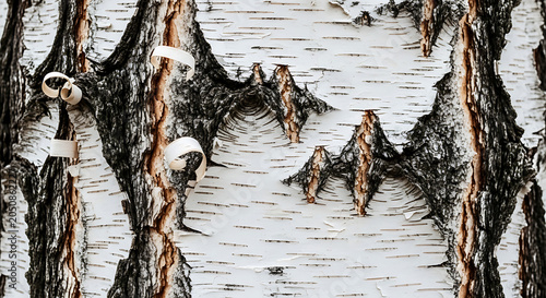 Abstract Birch Bark Pattern