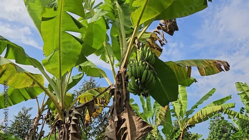 Low angle shot of a large bunch of ripening green bananas hanging on a banana tree.