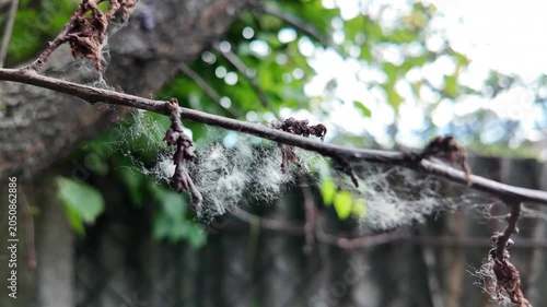 This is high-quality slow-motion footage focusing on a bare tree branch. Delicate white fluff and cobwebs are caught on the dry twigs, gently swaying. The background features blurred green foliage.