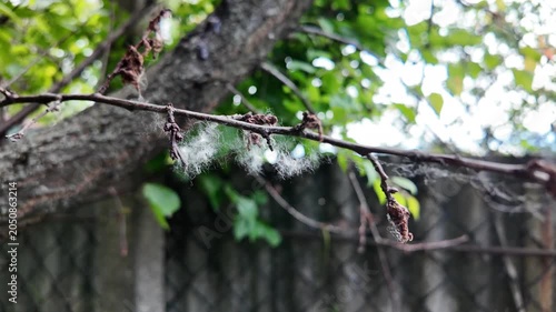 This is high-quality slow-motion footage focusing on a bare tree branch. Delicate white fluff and cobwebs are caught on the dry twigs, gently swaying. The background features blurred green foliage.