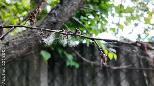 This is high-quality slow-motion footage focusing on a bare tree branch. Delicate white fluff and cobwebs are caught on the dry twigs, gently swaying. The background features blurred green foliage.