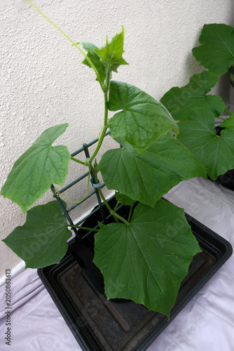 Young Cucumber Plant with Large Green Leaves Growing on Trellis in Fabric Pot